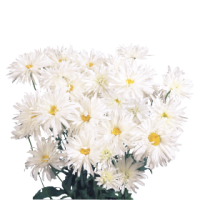 Фото Нивяник махровый Крэйзи Дэйзи, Benary, фас. 1000