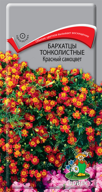 Бархатцы тонколистные карина