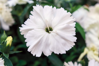 Фото Гвоздика Дивинити F1 Вайт, Hem Genetics, 1000 шт