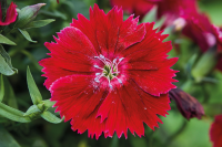 Фото Гвоздика Дивинити F1 Кримсон, Hem Genetics, 1000 шт