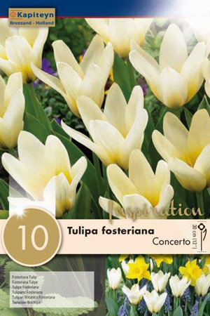 Тюльпан Концерт фото в интернет-магазине "Сортовые семена"