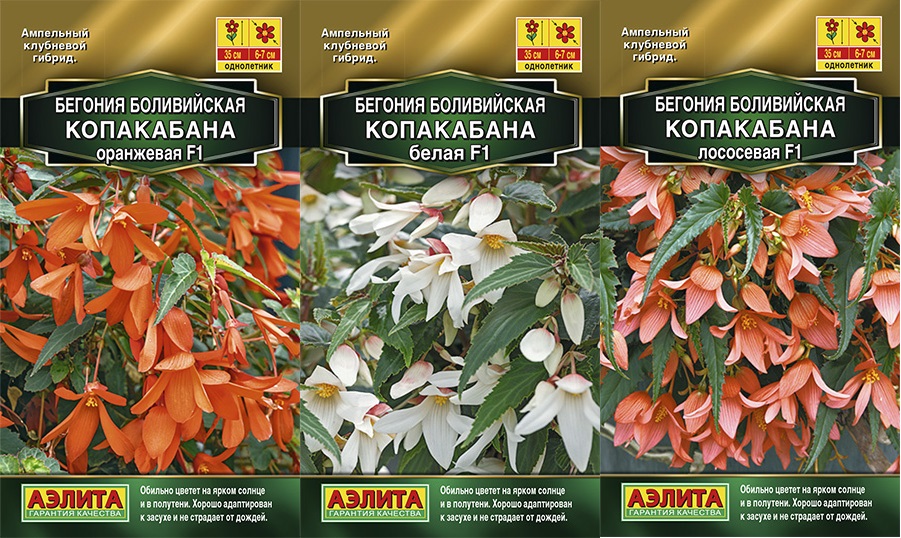 бегония боливийская копакабана. бегония боливийская санта круз. бегония боливийская триумф f1. бегония боливийская копакабана лососевая. бегония боливийская копакабана.