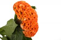 Целозия гребенчатая Нео Оранж, 100шт. Профессиональная упаковка