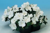 Фото Бальзамин Баланс F1 Вайт, Hem Genetics, фас. 1000