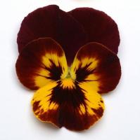 Виола ампельная Кул Вэйв Файр, 100шт. Профессиональная упаковка