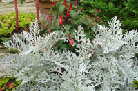 Фото Цинерария Сильверадо, Hem Genetics, фас. 1000