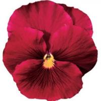 Фото Виола крупноцветковая Дельта Пьюр Роуз, 100шт. Профессиональная упаковка