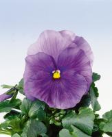 Виола крупноцветковая Селло Пьюр Лайт Блю, 100шт. Профессиональная упаковка
