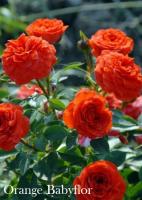 Роза Orange Babyflor