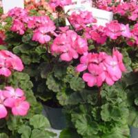 Фото Пеларгония зональная Апаче Роуз Биколор, 100шт. Профессиональная упаковка