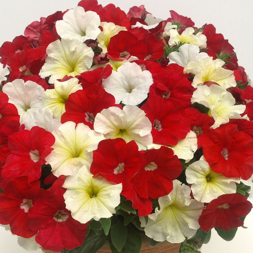 петуния минифлора бэби джоконда блю. петуния минифлора бэби джоконда оранж ред. петуния семена профи минифлора бэби. петуния семена профи минифлора бэби. петуния мультифлора джоконда виолет.