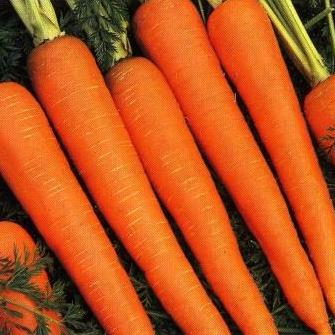 Морковь Лосиноостровская 13 2г фото в интернет-магазине "Сортовые семена"