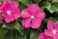 Фото Катарантус Хитвэйв Распберри, Hem Genetics, 1 000шт