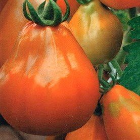 Томат сорта Трюфель оранжевый АФ СибНИИРС - купить семена по низкой цене –отзывы, описание, агротехника