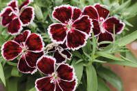 Фото Гвоздика Диана F1 Кримсон Биколор, Hem Genetics, 1000 шт