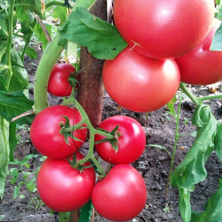 Малиновый звон томаты описание сорта фото