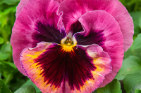 Фото Виола крупноцветковая Экстрада F1 Пинк Шейдес Блотч, Hem Genetics, 1000 шт