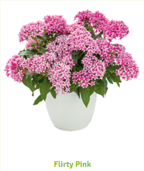 Пентас Граффити 20/20 Флирти Пинк, Benary, фас. 100 фото в интернет-магазине "Сортовые семена"