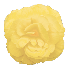 Бегония клубневая Нонстоп F1 Лемон, Benary, фас. 100шт фото в интернет-магазине "Сортовые семена"