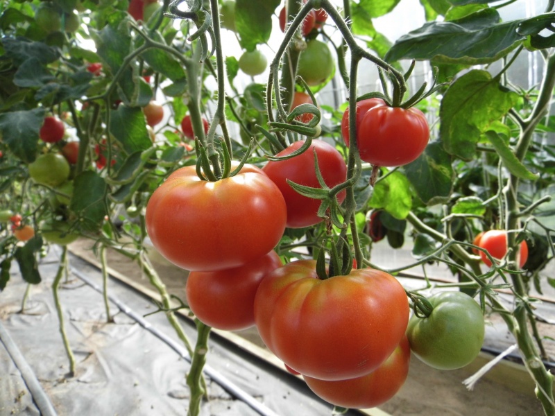 Семена томатов- купить в интернет-магазине #REGION_TAG_INCITY#