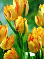 Фото Тюльпан многоцветковый Жоржетта