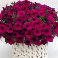 Петуния мультифлора Джоконда Виолет, 250шт. Профессиональная упаковка