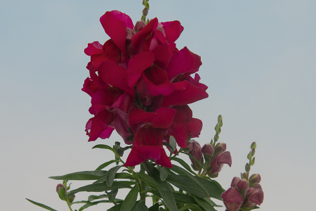 Антирринум (Львиный зев) Снеппи Виолет, 1000 штук Профессиональная упаковка фото в интернет-магазине "Сортовые семена"