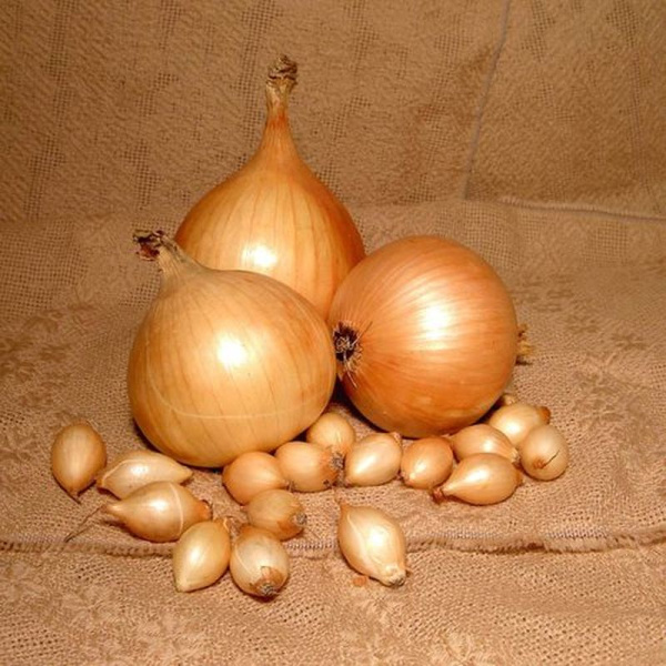 Лук-севок Шетана МС фото в интернет-магазине "Сортовые семена"