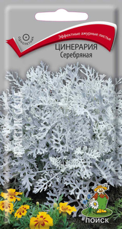 Цинерария Серебряная (ЦП) 0,2 фото в интернет-магазине "Сортовые семена"