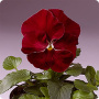 Виола крупноцветковая Селло Черри Роуз, 100шт. Профессиональная упаковка фото в интернет-магазине "Сортовые семена"