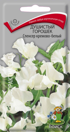 Душистый горошек Спенсер кремово-белый фото в интернет-магазине "Сортовые семена"