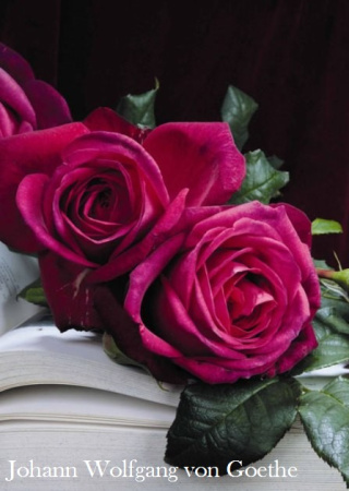 Роза Johann Wolfgang von Goethe фото в интернет-магазине "Сортовые семена"