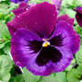 Виола крупноцветковая Дельта Неон Виолет, 100 шт. Профессиональная упаковка фото в интернет-магазине "Сортовые семена"