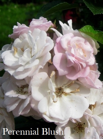 Роза Perennial Blush фото в интернет-магазине "Сортовые семена"