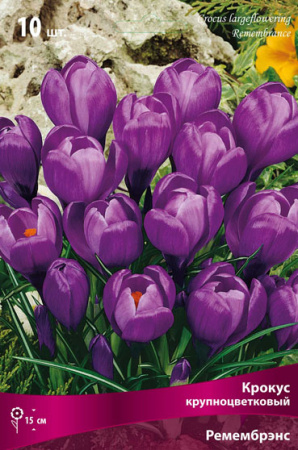 КРОКУС (крупноцветковый) - Ремембрэнс фото в интернет-магазине "Сортовые семена"