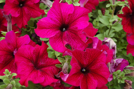 Петуния крупноцветковая (грандифлора) Танго Бордовая (Семена Профи) (ЦВ) ("1) 15шт фото в интернет-магазине "Сортовые семена"