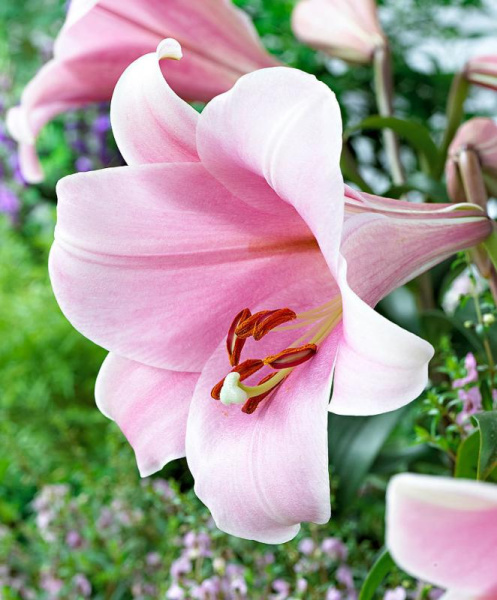 Лилия Беллсонг Длинноцветковые фото в интернет-магазине "Сортовые семена"