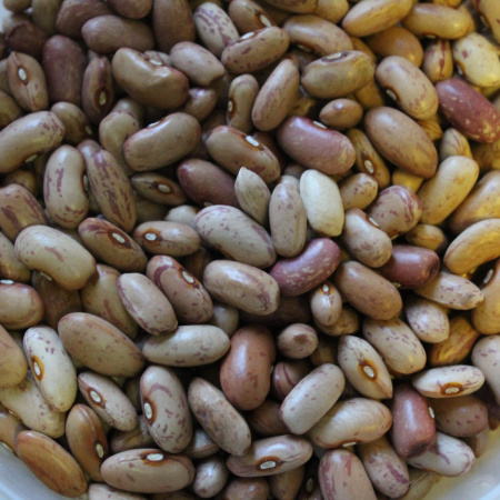 Фасоль зерновая Рант (10 шт) фото в интернет-магазине "Сортовые семена"