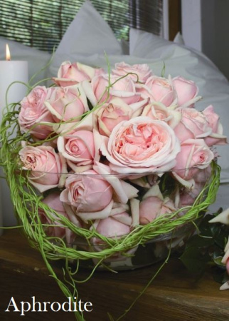 Роза Aphrodite фото в интернет-магазине "Сортовые семена"