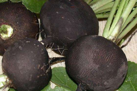 Редька черная Круглая зимняя фермерская фас. 25г фото в интернет-магазине "Сортовые семена"