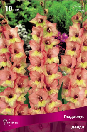 Гладиолус Денди (крупноцветковый) фото в интернет-магазине "Сортовые семена"