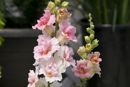 Антирринум (Львиный зев) Твинни Эпплблоссом, 1000 штук Профессиональная упаковка фото в интернет-магазине "Сортовые семена"