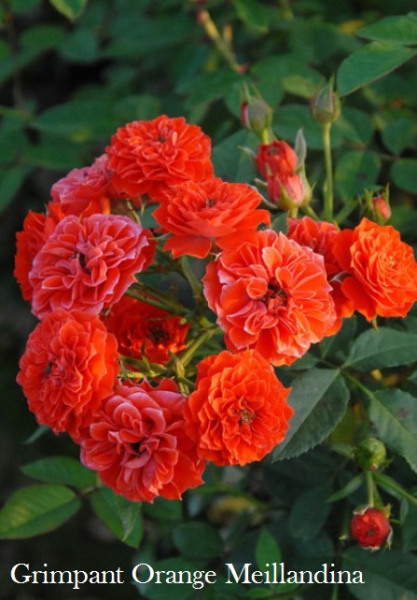 Роза Grimpant Orange Meillandina фото в интернет-магазине "Сортовые семена"