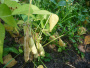 Фасоль кустовая лущильная Коко Вайт (S) 5 г фото в интернет-магазине "Сортовые семена"
