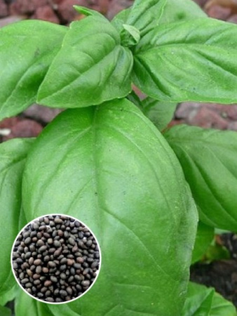 Базилик Широколистный(зеленый) (1 кг) фото в интернет-магазине "Сортовые семена"