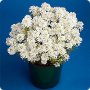 Иберис вечнозеленый Тахо, 250 шт. Профессиональная упаковка фото в интернет-магазине "Сортовые семена"