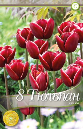Тюльпан Армани фото в интернет-магазине "Сортовые семена"