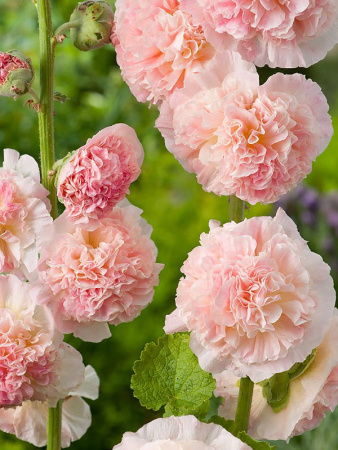 Шток-роза Лососево-розовая (ЦП) 0,1 фото в интернет-магазине "Сортовые семена"