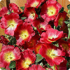Шток-роза Хало Ред, 100 шт. Профессиональная упаковка фото в интернет-магазине "Сортовые семена"