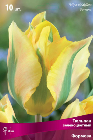 Тюльпан зеленоцветный Формоза фото в интернет-магазине "Сортовые семена"